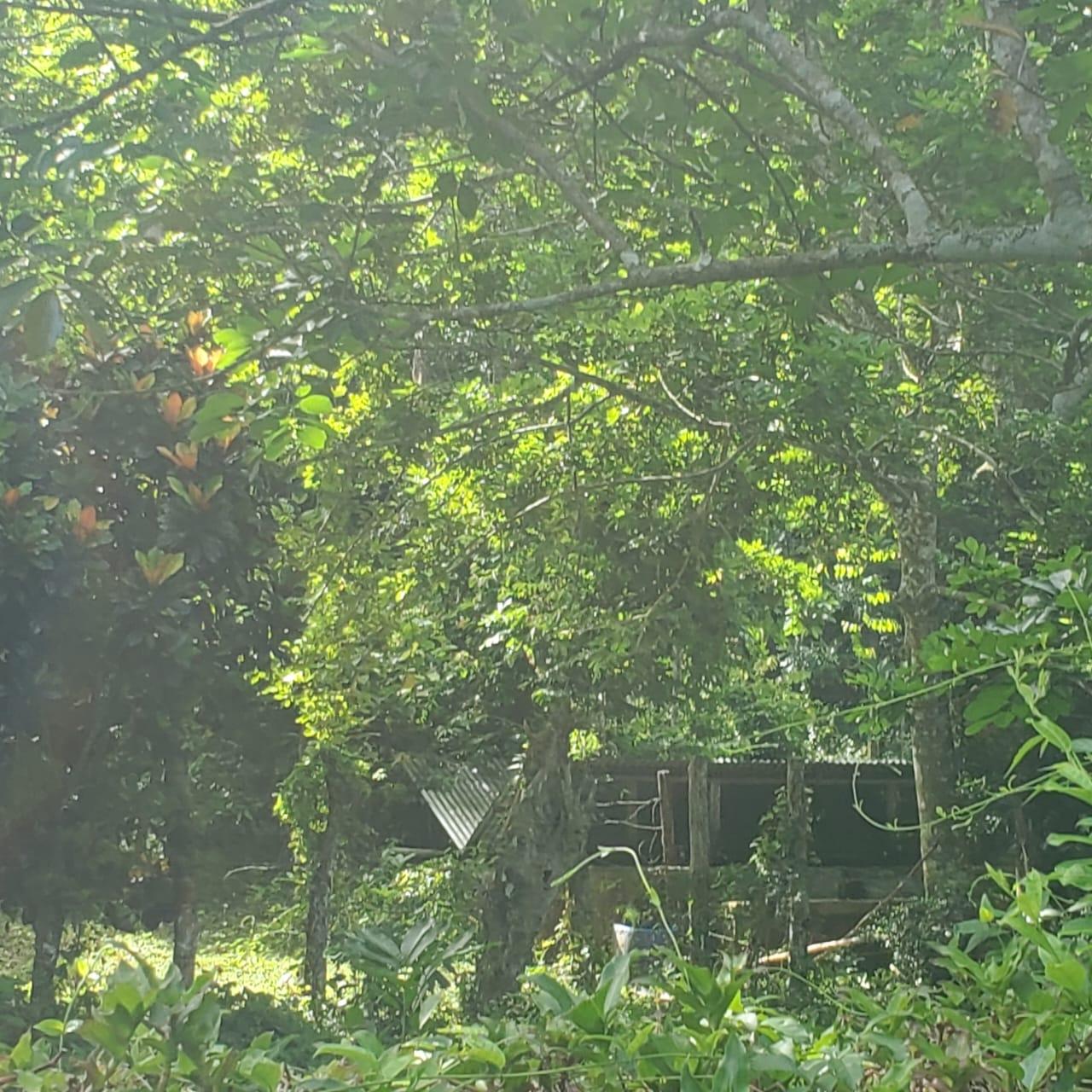 Thirtieth image of Long Common Manchester in St.Pauls, Manchester, Jamaica - property is For Sale
