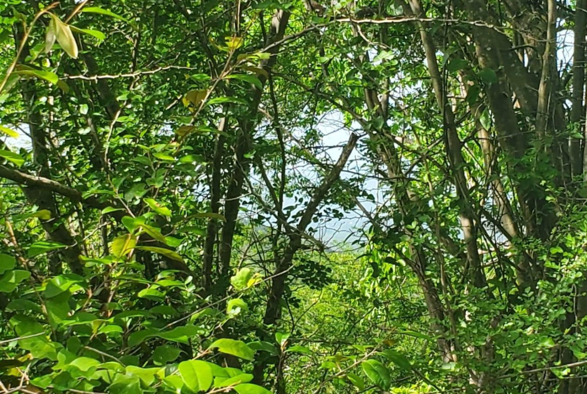 Fifth image of Long Common Manchester in St.Pauls, Manchester, Jamaica - property is For Sale