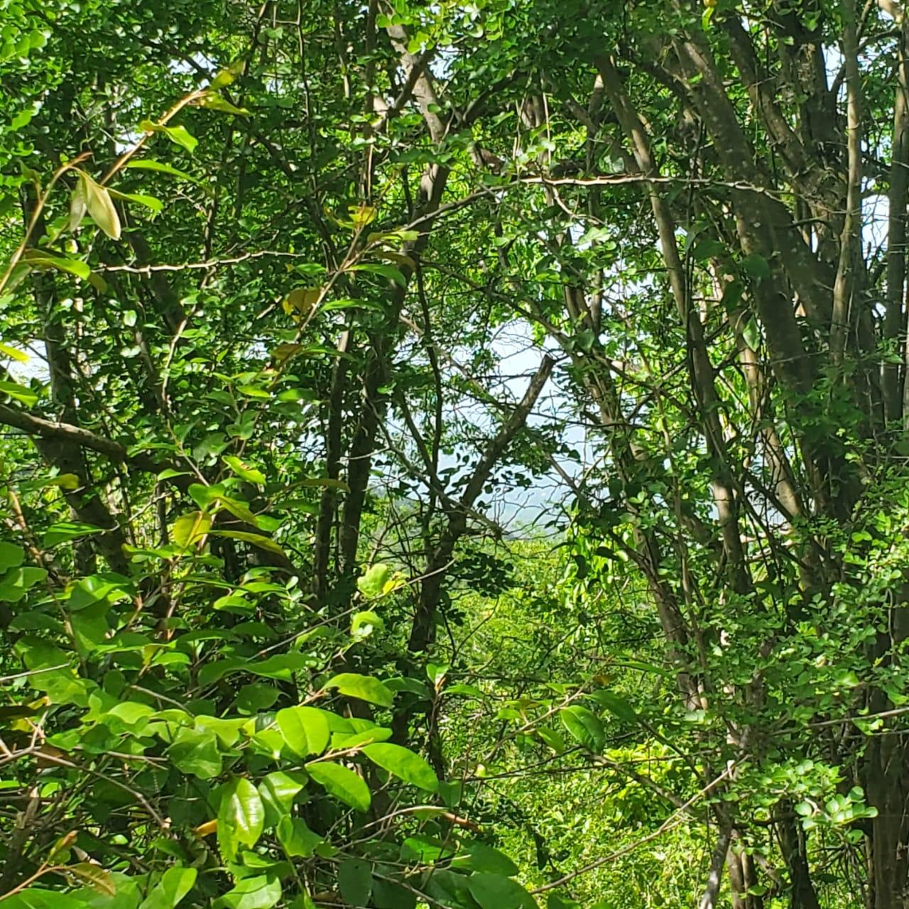 Fifth image of Long Common Manchester in St.Pauls, Manchester, Jamaica - property is For Sale