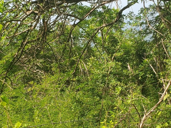 First image of Long Common Manchester in St.Pauls, Manchester, Jamaica - property is For Sale