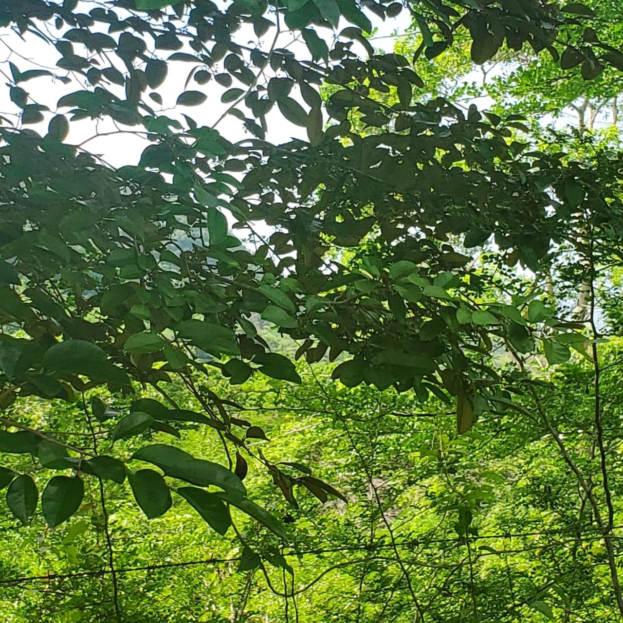Seventh image of Long Common Manchester in St.Pauls, Manchester, Jamaica - property is For Sale
