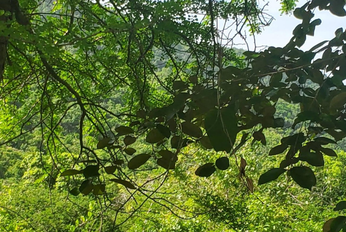 Eighth image of Long Common Manchester in St.Pauls, Manchester, Jamaica - property is For Sale