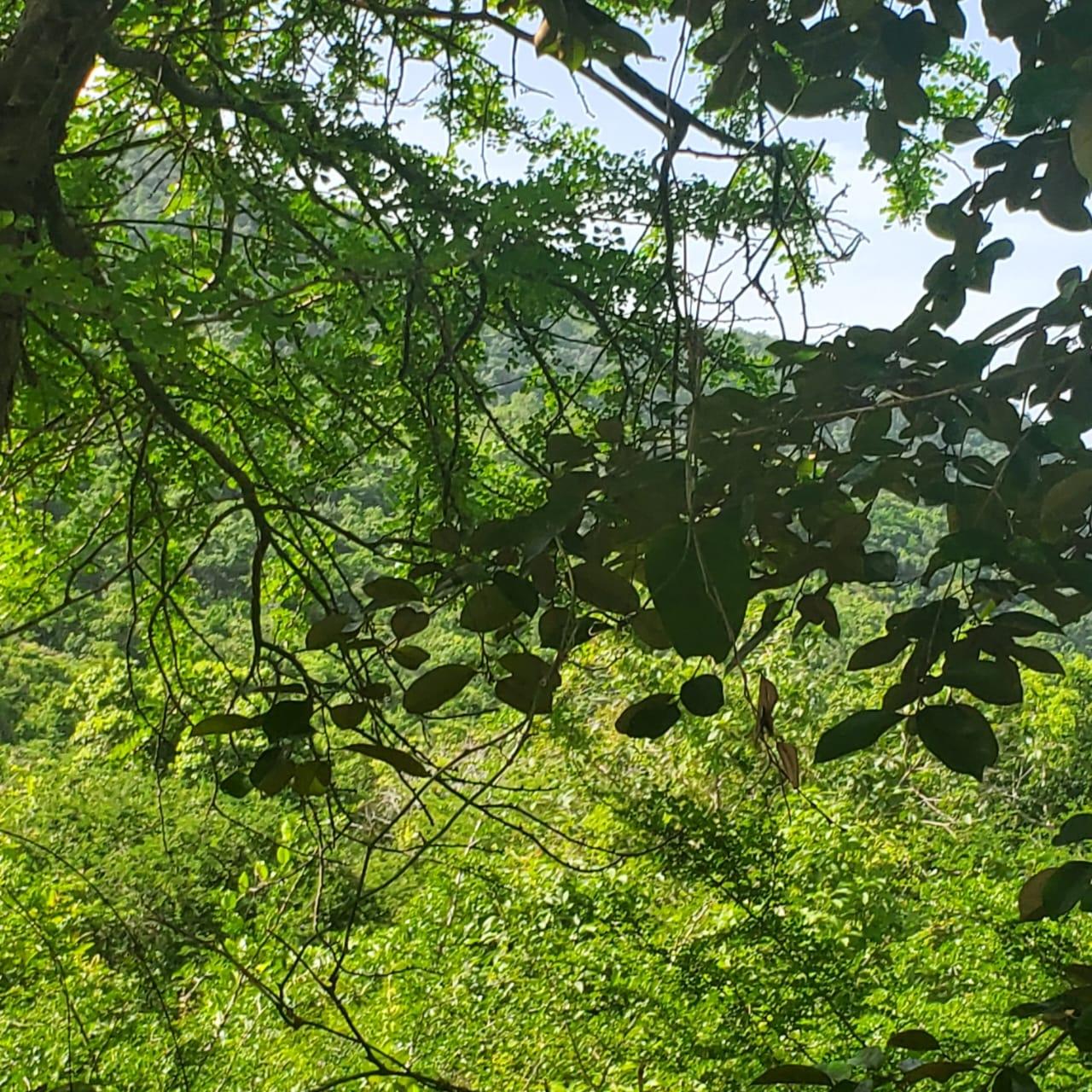 Eighth image of Long Common Manchester in St.Pauls, Manchester, Jamaica - property is For Sale