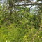 First image of Long Common Manchester in St.Pauls, Manchester, Jamaica - property is For Sale