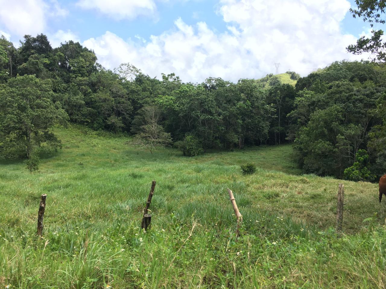 58.3-Acre-Residential-Lot-for-Sale-in-Chippenham-Park-Jamaica Second image of Chippenham Park, Bamboo in Bamboo, St. Ann, Jamaica - property is For Sale