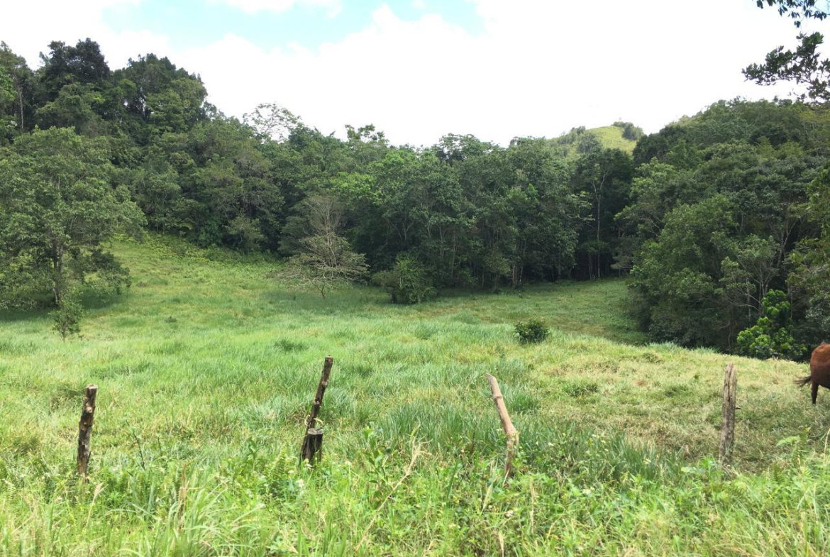 First image of Chippenham Park, Bamboo in Bamboo, St. Ann, Jamaica - property is For Sale