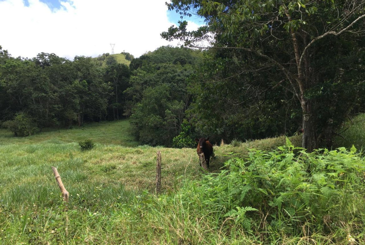 Third image of Chippenham Park, Bamboo in Bamboo, St. Ann, Jamaica - property is For Sale
