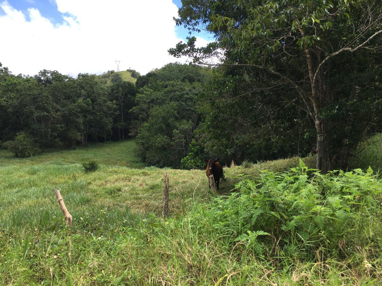 58.3-Acre-Residential-Lot-for-Sale-in-Chippenham-Park-Jamaica Third image of Chippenham Park, Bamboo in Bamboo, St. Ann, Jamaica - property is For Sale