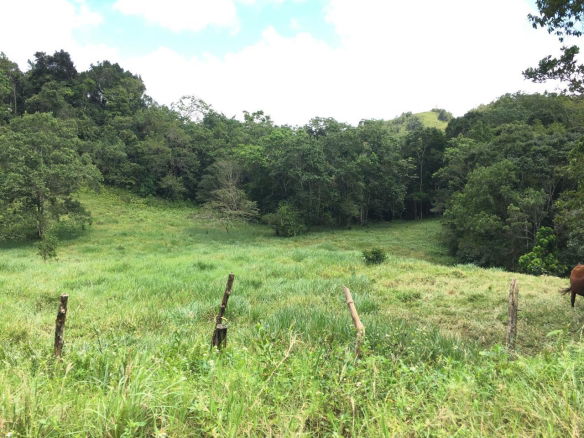 First image of Chippenham Park, Bamboo in Bamboo, St. Ann, Jamaica - property is For Sale