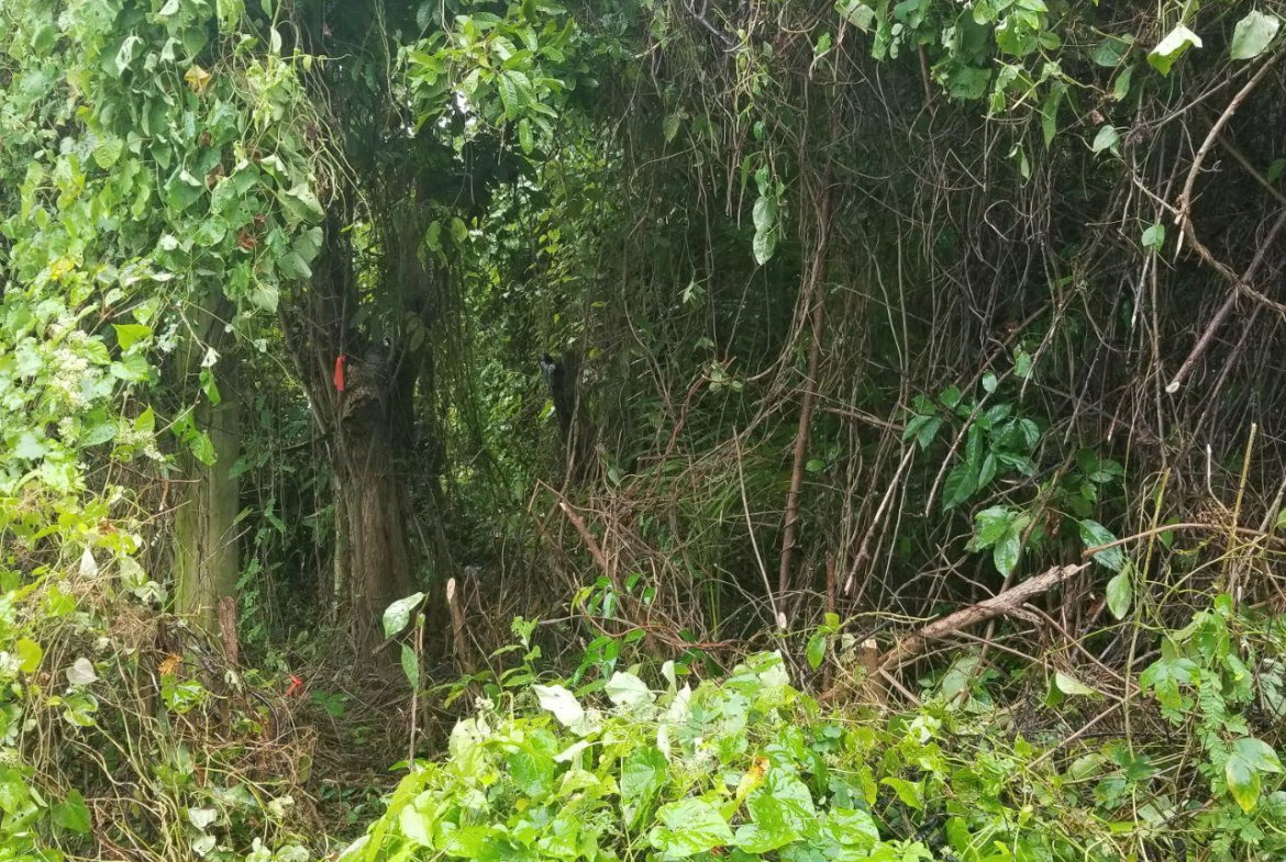 Second image of . Mango Valley, St. Mary in Boscobel, St. Mary, Jamaica - property is For Sale