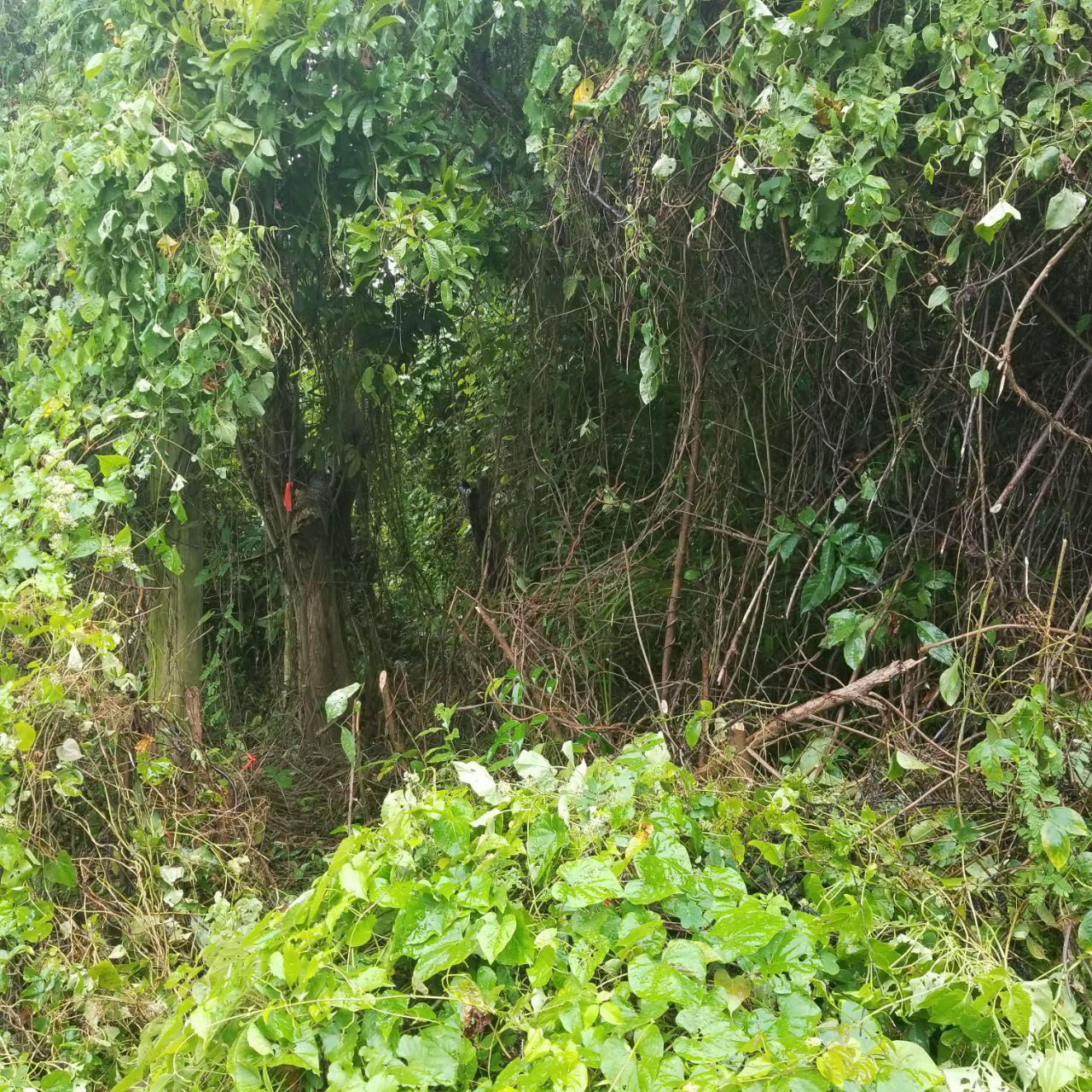 Second image of . Mango Valley, St. Mary in Boscobel, St. Mary, Jamaica - property is For Sale