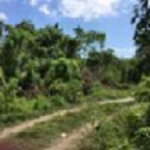 First image of . Mango Valley, St. Mary in Boscobel, St. Mary, Jamaica - property is For Sale
