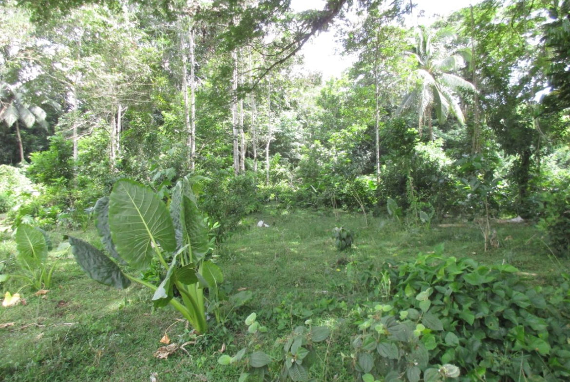 Third image of . Mango Valley, St. Mary in Boscobel, St. Mary, Jamaica - property is For Sale