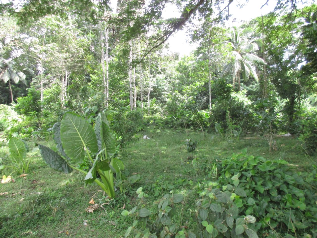 Third image of . Mango Valley, St. Mary in Boscobel, St. Mary, Jamaica - property is For Sale