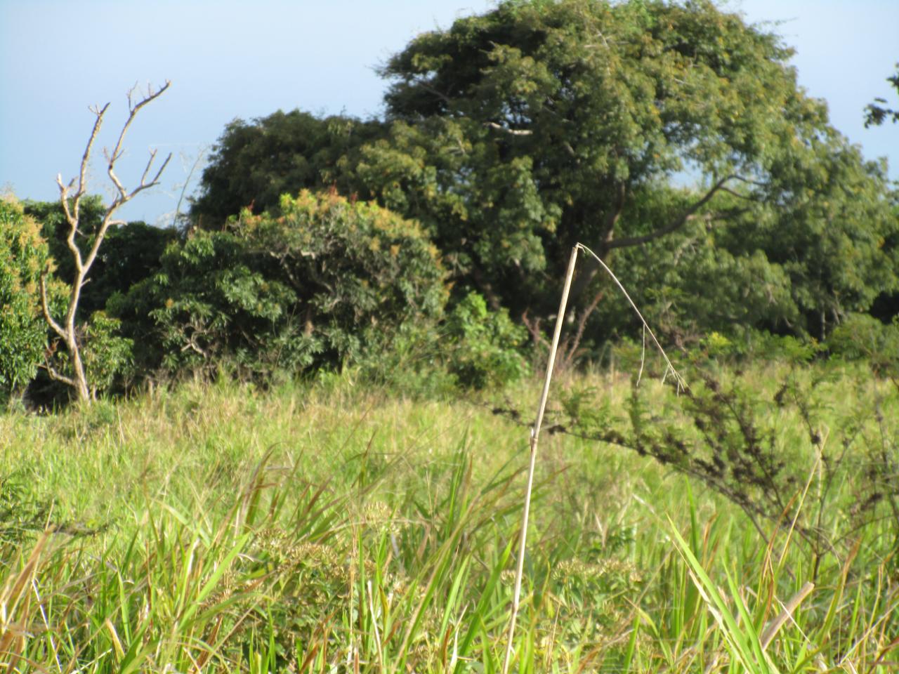Fourth image of . Mango Valley, St. Mary in Boscobel, St. Mary, Jamaica - property is For Sale