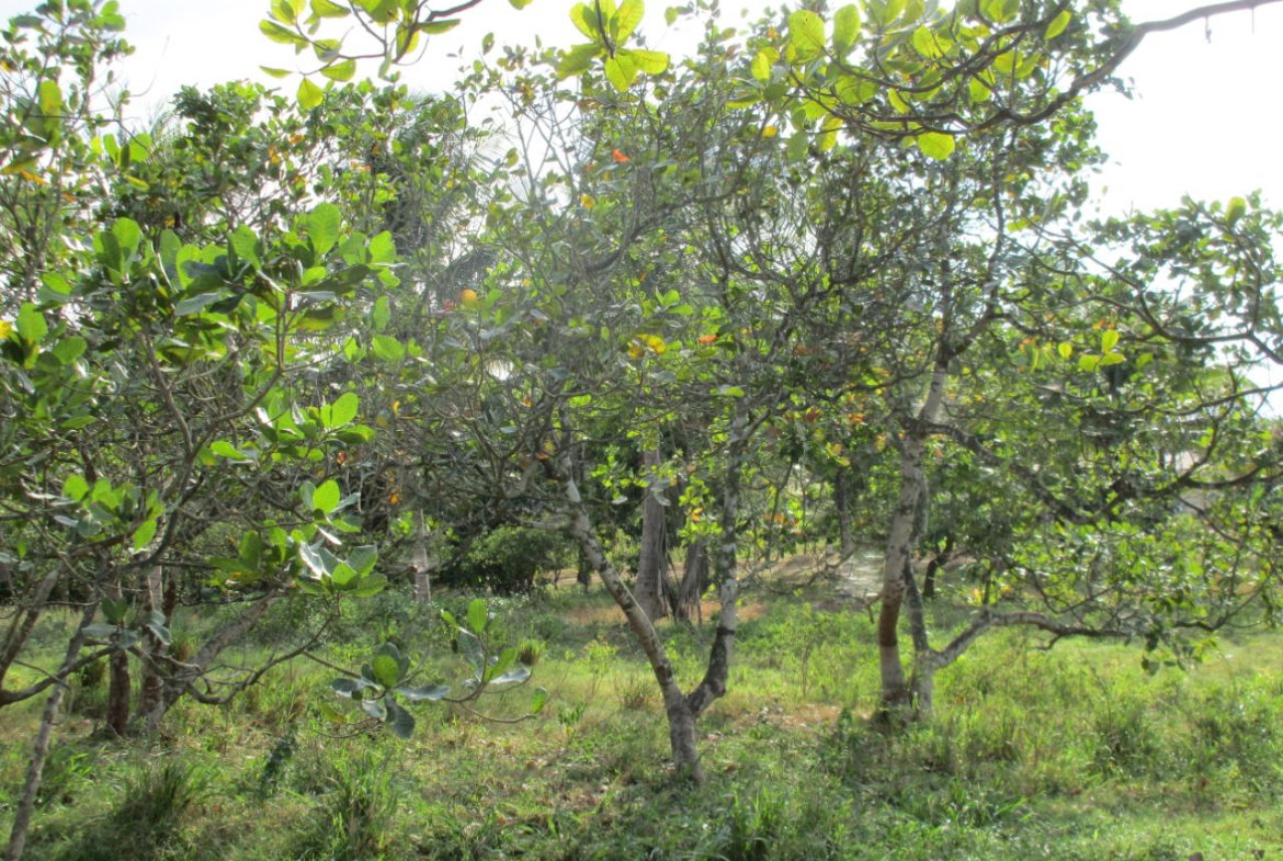 Fifth image of . Mango Valley, St. Mary in Boscobel, St. Mary, Jamaica - property is For Sale