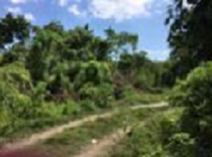 First image of . Mango Valley, St. Mary in Boscobel, St. Mary, Jamaica - property is For Sale