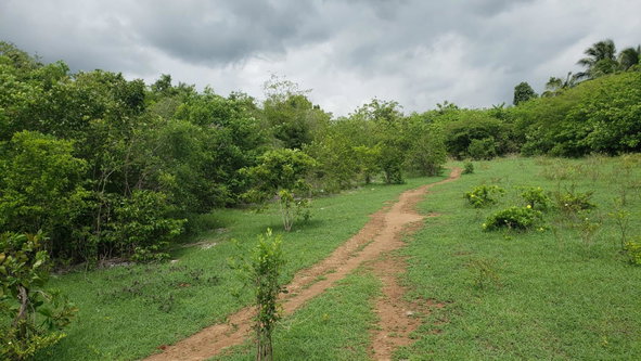 Third image of Denbigh Clarendon in Denbigh, Clarendon, Jamaica - property is For Sale