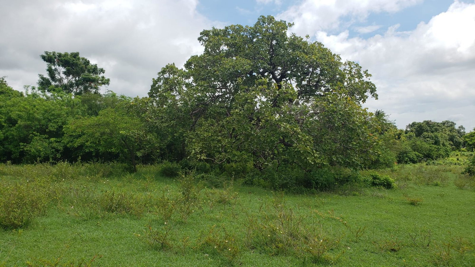 Fourth image of Denbigh Clarendon in Denbigh, Clarendon, Jamaica - property is For Sale
