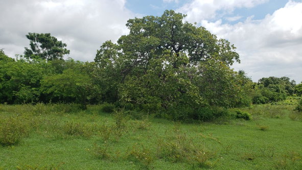Fourth image of Denbigh Clarendon in Denbigh, Clarendon, Jamaica - property is For Sale