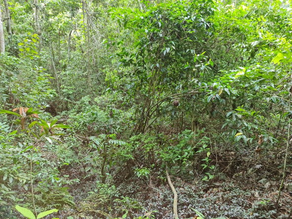 Eleventh image of Cavaliers in Cavaliers, St. Andrew, Jamaica - property is For Sale