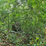 First image of Cavaliers in Cavaliers, St. Andrew, Jamaica - property is For Sale