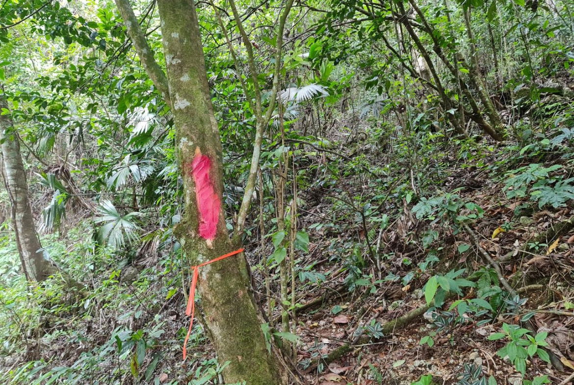 Third image of Cavaliers in Cavaliers, St. Andrew, Jamaica - property is For Sale