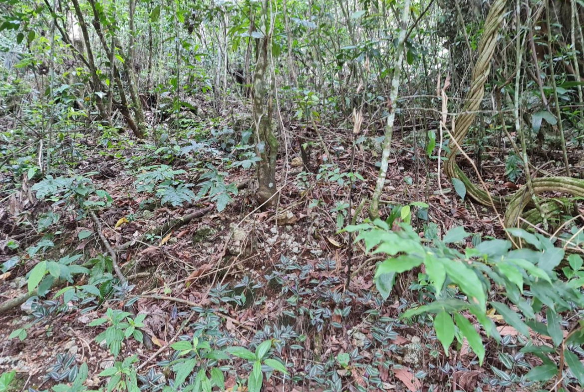 Sixth image of Cavaliers in Cavaliers, St. Andrew, Jamaica - property is For Sale