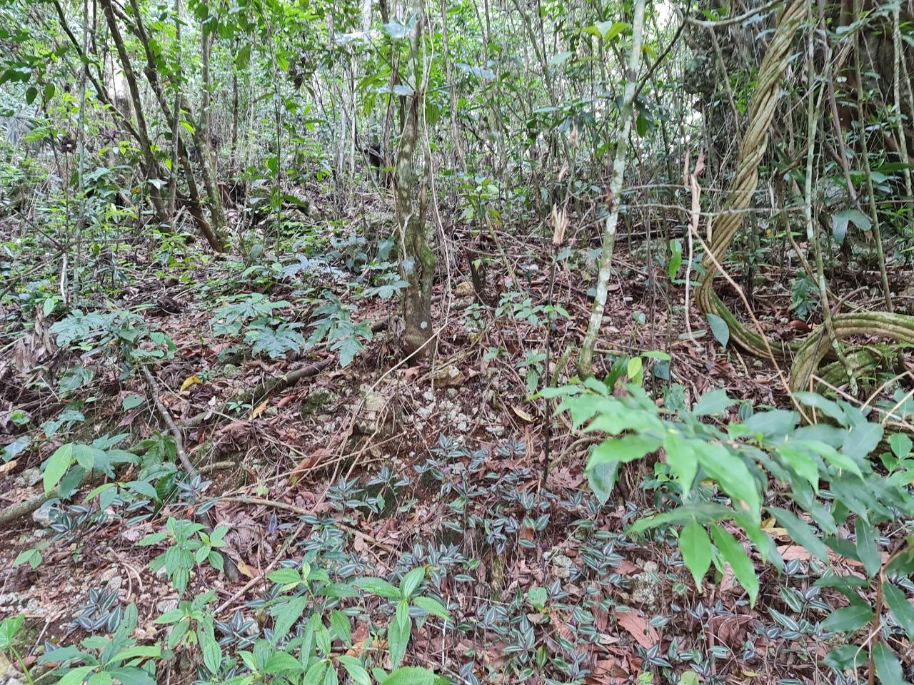 Sixth image of Cavaliers in Cavaliers, St. Andrew, Jamaica - property is For Sale