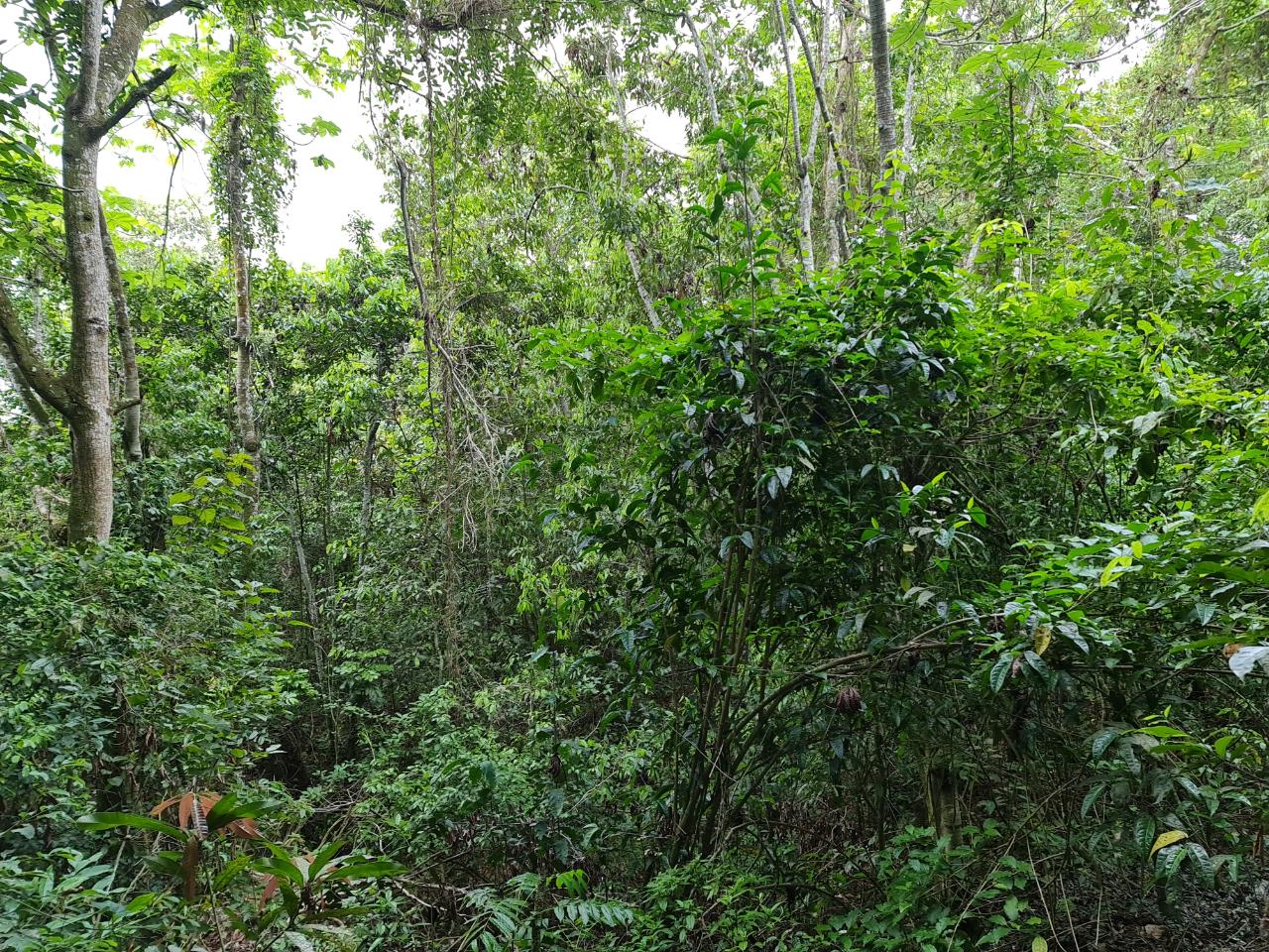 Ninth image of Cavaliers in Cavaliers, St. Andrew, Jamaica - property is For Sale