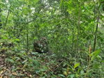First image of Cavaliers in Cavaliers, St. Andrew, Jamaica - property is For Sale