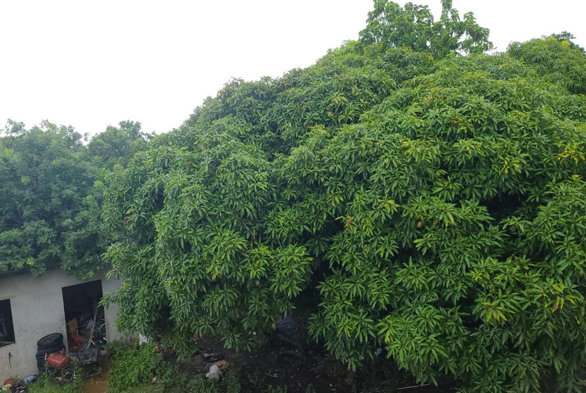 Twenty-Ninth image of South Haven, Yallahs in Yallahs, St. Thomas, Jamaica - property is For Sale
