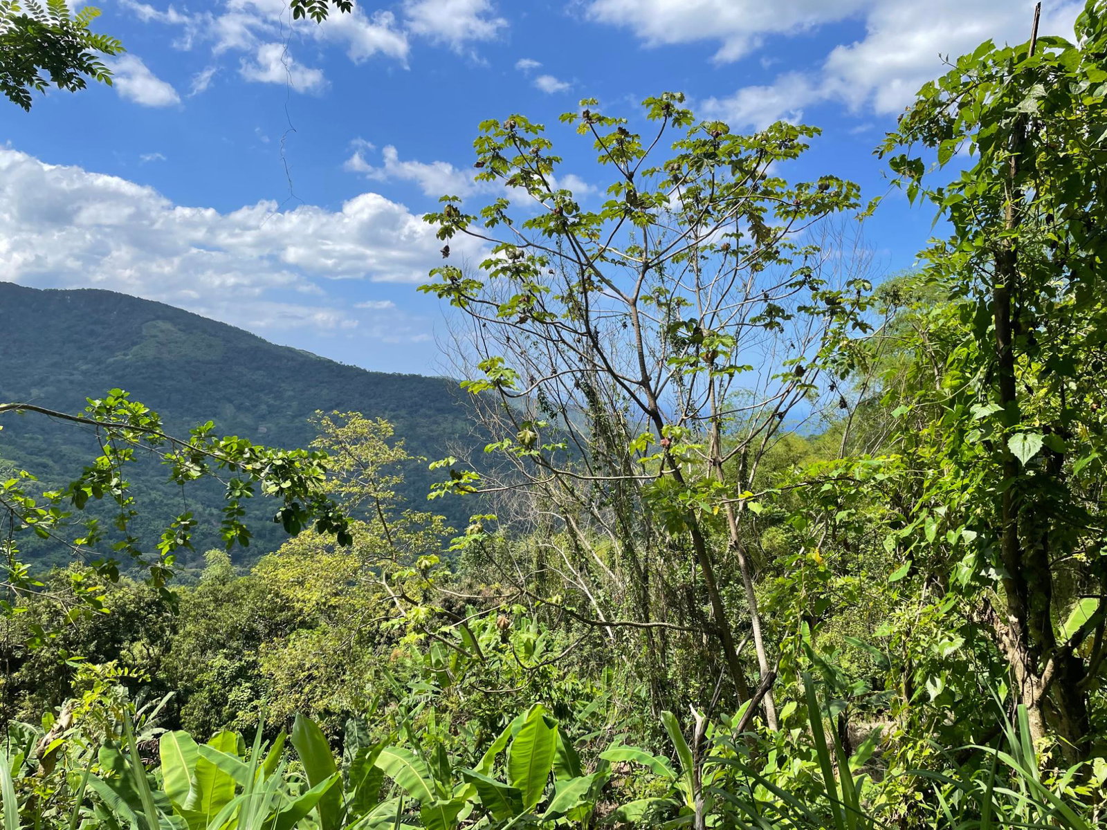 Second image of Rectory, Tranquility in Tranquility, Portland, Jamaica - property is For Sale