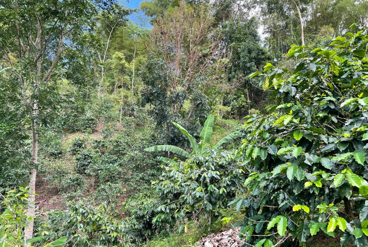 First image of Rectory, Tranquility in Tranquility, Portland, Jamaica - property is For Sale