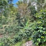 First image of Rectory, Tranquility in Tranquility, Portland, Jamaica - property is For Sale