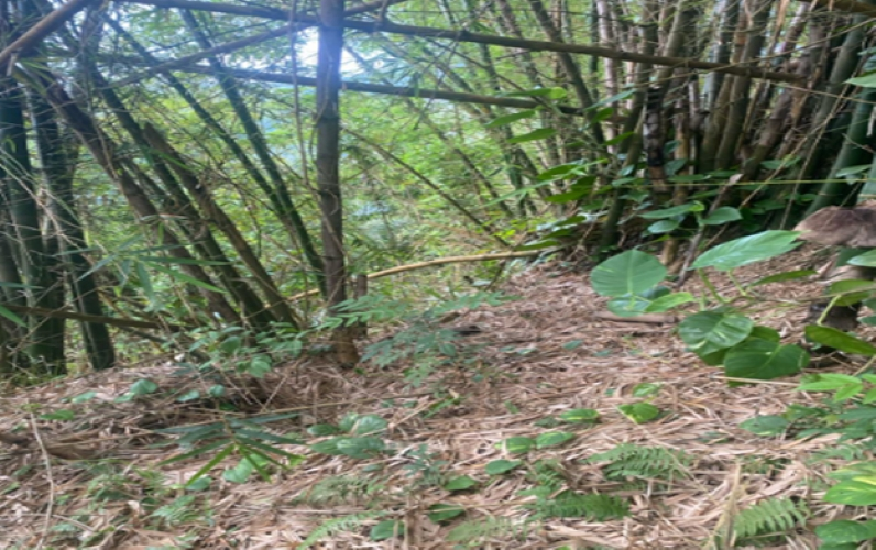 Fourth image of Rectory, Tranquility in Tranquility, Portland, Jamaica - property is For Sale