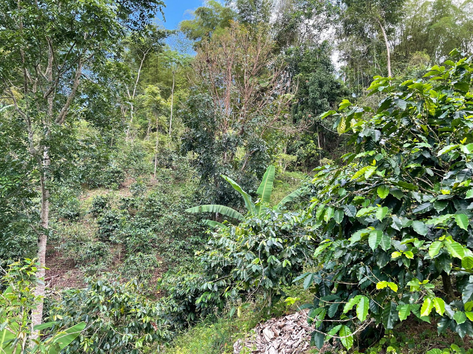 First image of Rectory, Tranquility in Tranquility, Portland, Jamaica - property is For Sale