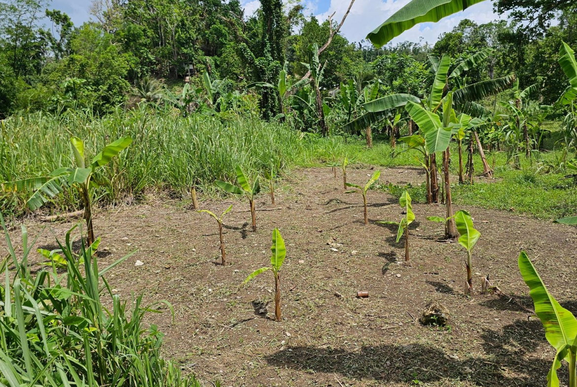 Second image of Lot 31 Rothsey Cove in Green Island, Hanover, Jamaica - property is For Sale