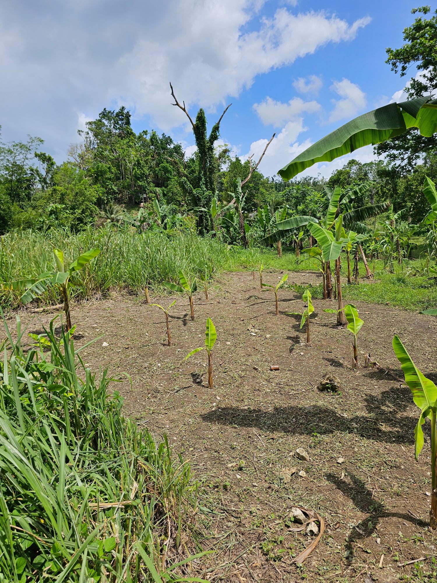 6.7-Acre-Residential-Development-Land-for-Sale-in-Green-Island-Jamaica Second image of Lot 31 Rothsey Cove in Green Island, Hanover, Jamaica - property is For Sale