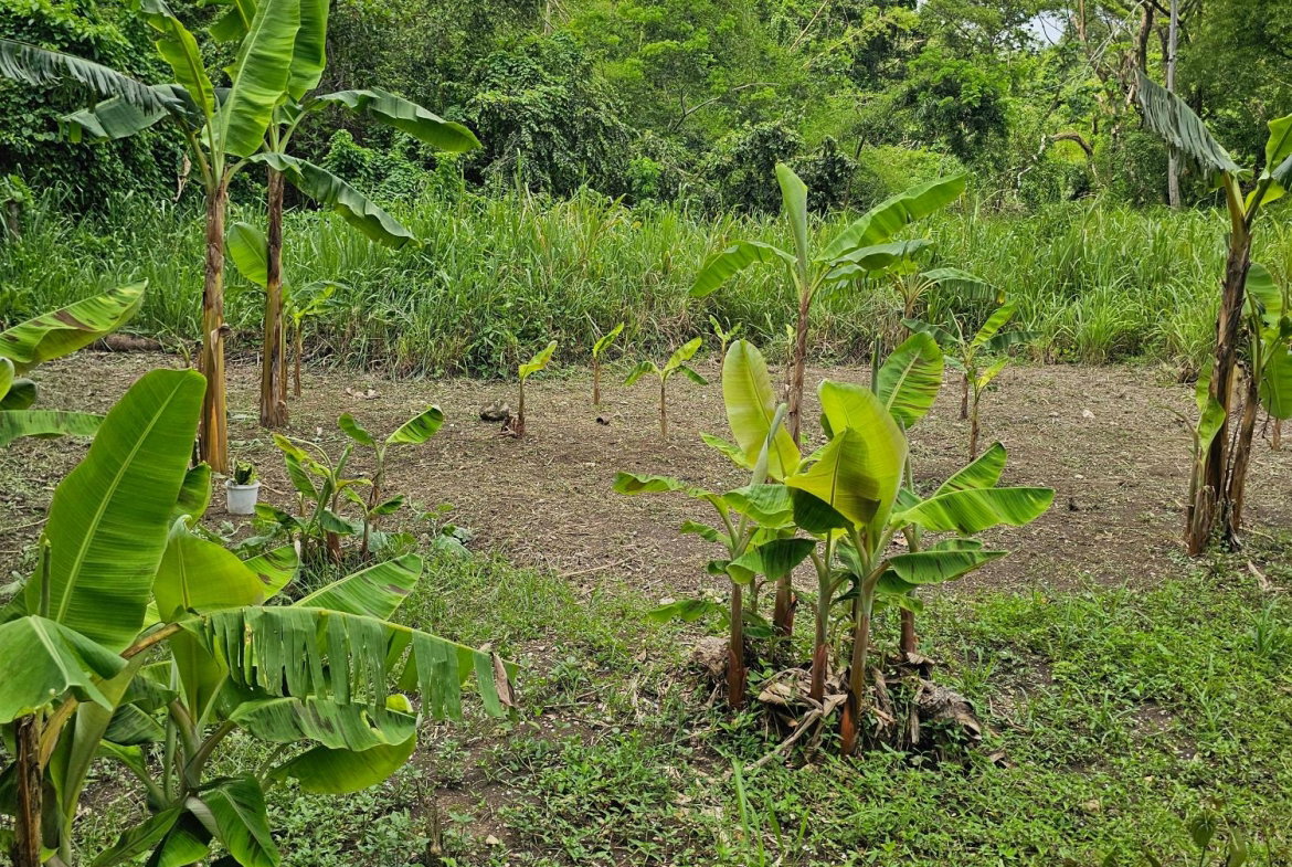 First image of Lot 31 Rothsey Cove in Green Island, Hanover, Jamaica - property is For Sale
