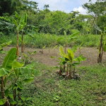 First image of Lot 31 Rothsey Cove in Green Island, Hanover, Jamaica - property is For Sale