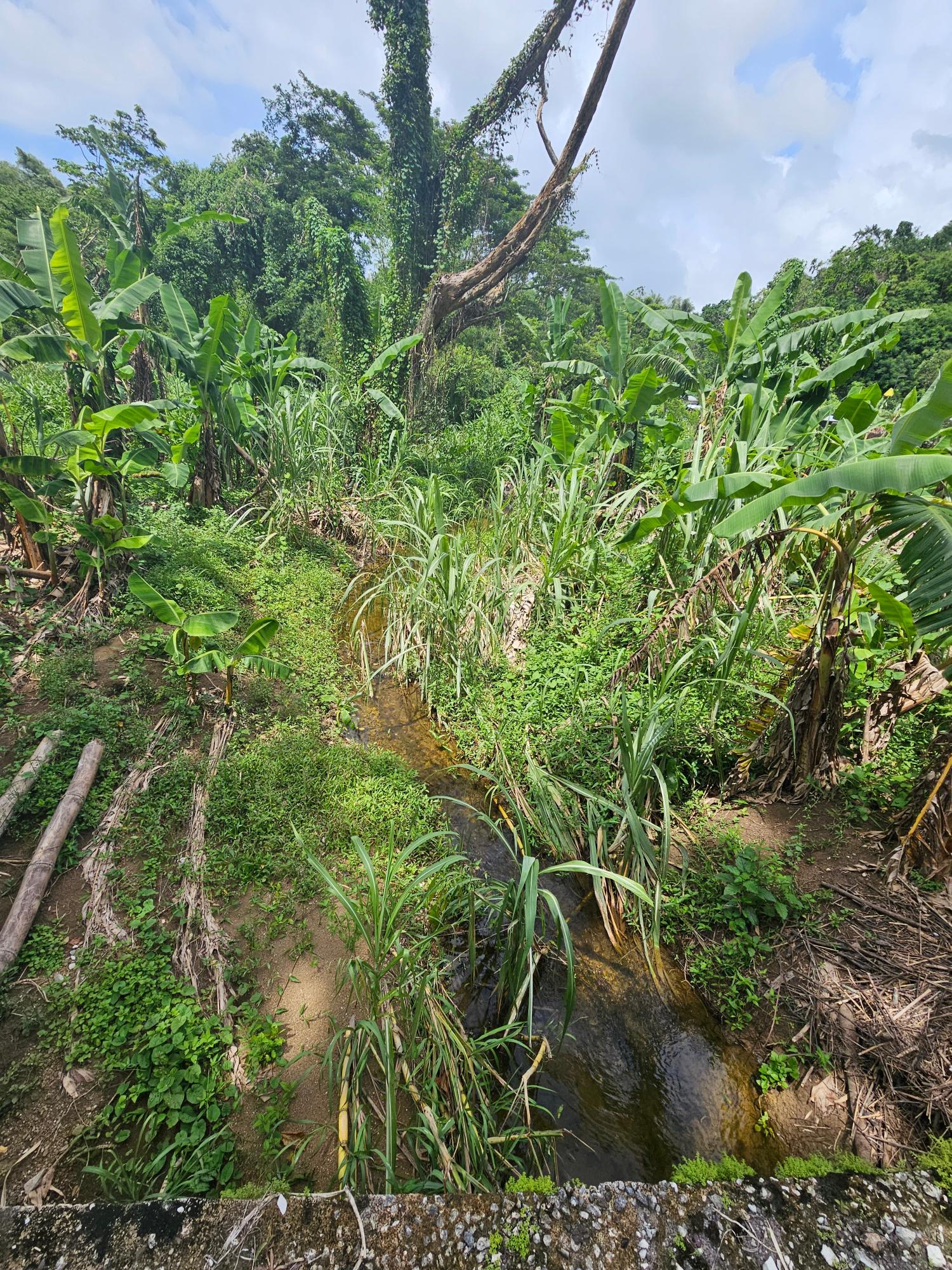 6.7-Acre-Residential-Development-Land-for-Sale-in-Green-Island-Jamaica Fourth image of Lot 31 Rothsey Cove in Green Island, Hanover, Jamaica - property is For Sale