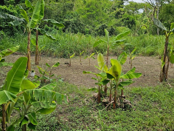 First image of Lot 31 Rothsey Cove in Green Island, Hanover, Jamaica - property is For Sale