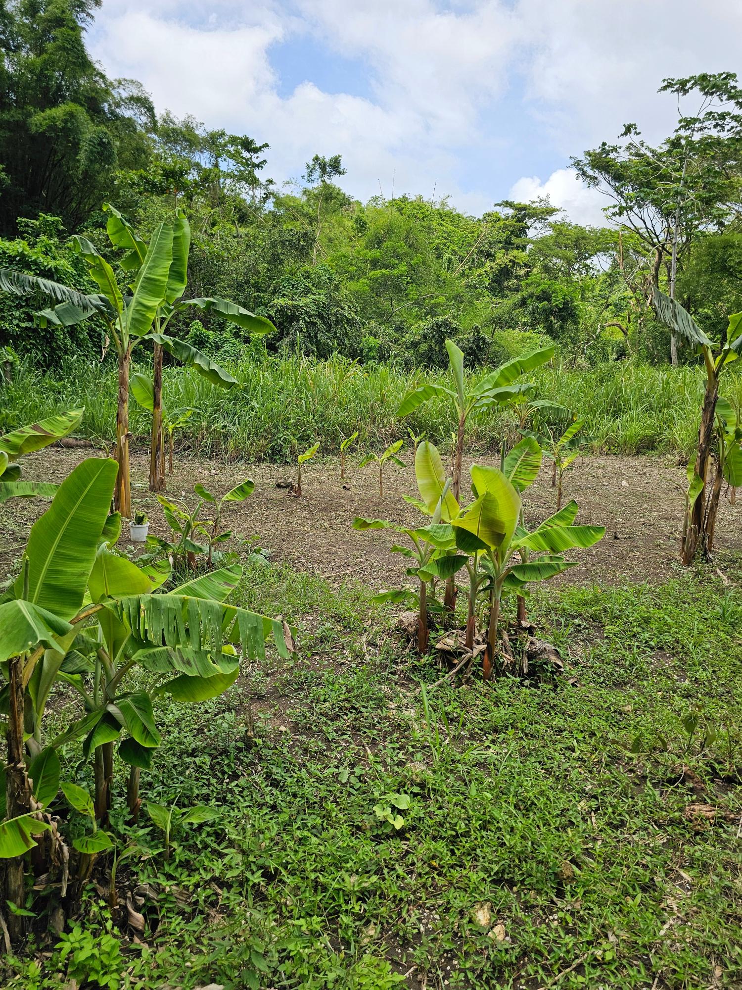 6.7-Acre-Residential-Development-Land-for-Sale-in-Green-Island-Jamaica First image of Lot 31 Rothsey Cove in Green Island, Hanover, Jamaica - property is For Sale