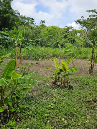 First image of Lot 31 Rothsey Cove in Green Island, Hanover, Jamaica - property is For Sale