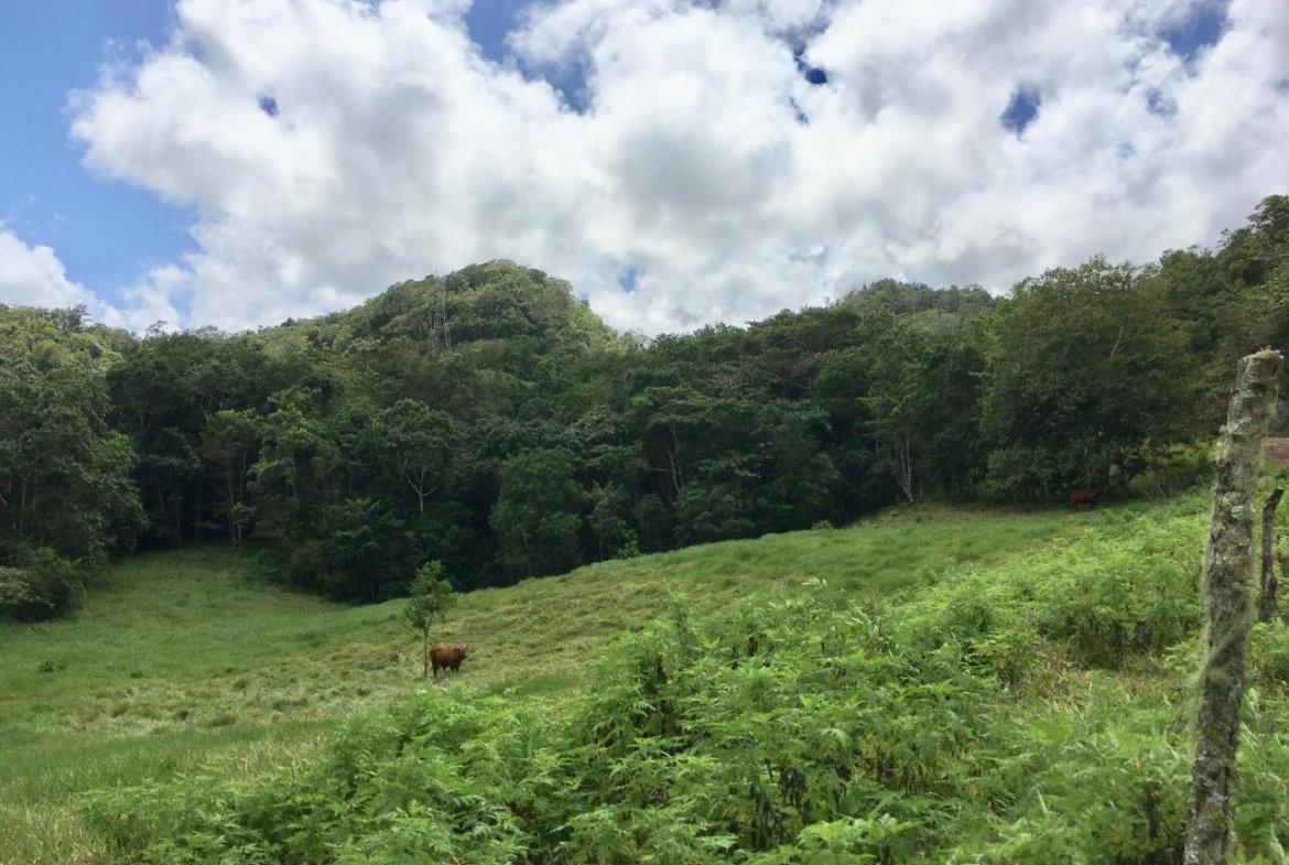 First image of Chippenham Park, Bamboo in Bamboo, St. Ann, Jamaica - property is For Sale