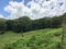 First image of Chippenham Park, Bamboo in Bamboo, St. Ann, Jamaica - property is For Sale