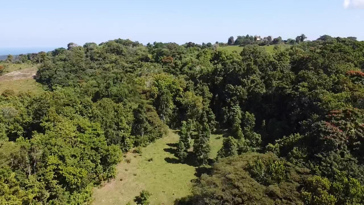 69-Acres-Prime-Agricultural-Land-for-Sale-in-St.-Mary-Jamaica Second image of Union Hill in Union Hill, St. Mary, Jamaica - property is For Sale
