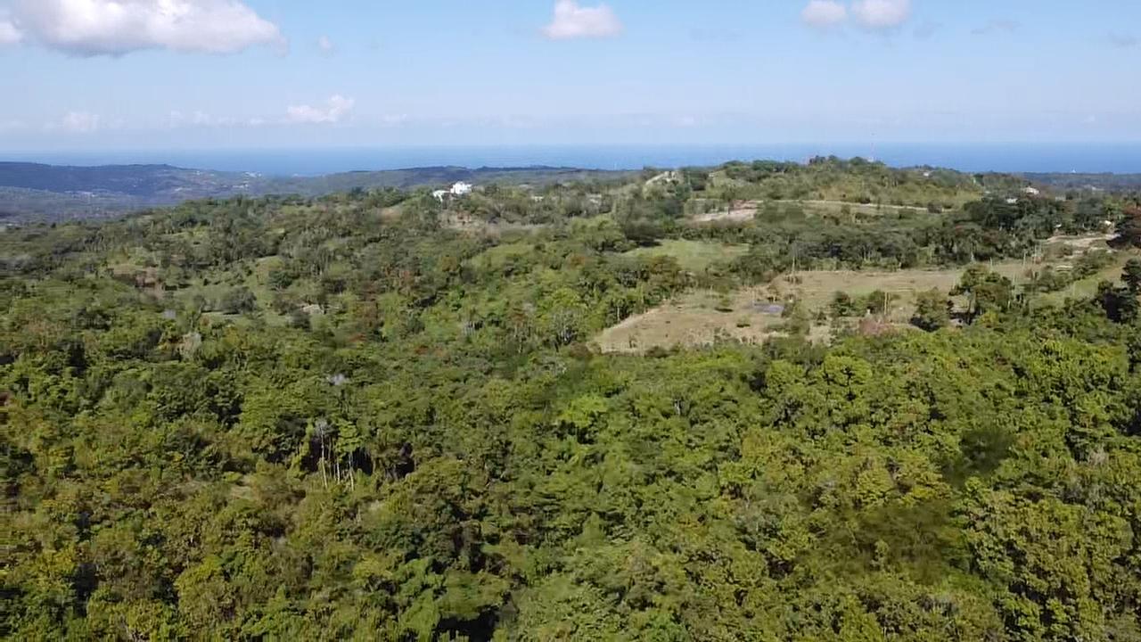 69-Acres-Prime-Agricultural-Land-for-Sale-in-St.-Mary-Jamaica Fourth image of Union Hill in Union Hill, St. Mary, Jamaica - property is For Sale
