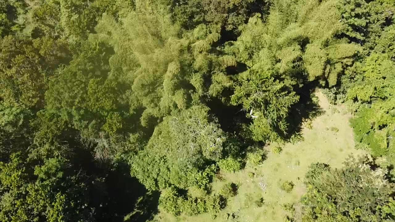 69-Acres-Prime-Agricultural-Land-for-Sale-in-St.-Mary-Jamaica Fifth image of Union Hill in Union Hill, St. Mary, Jamaica - property is For Sale